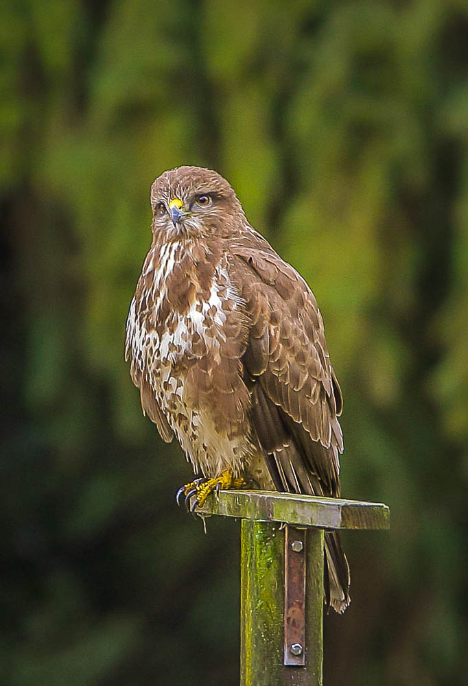 Mäusebussard