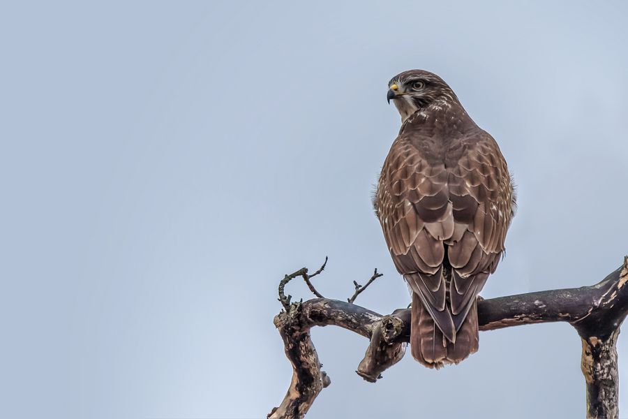 Mäusebussard