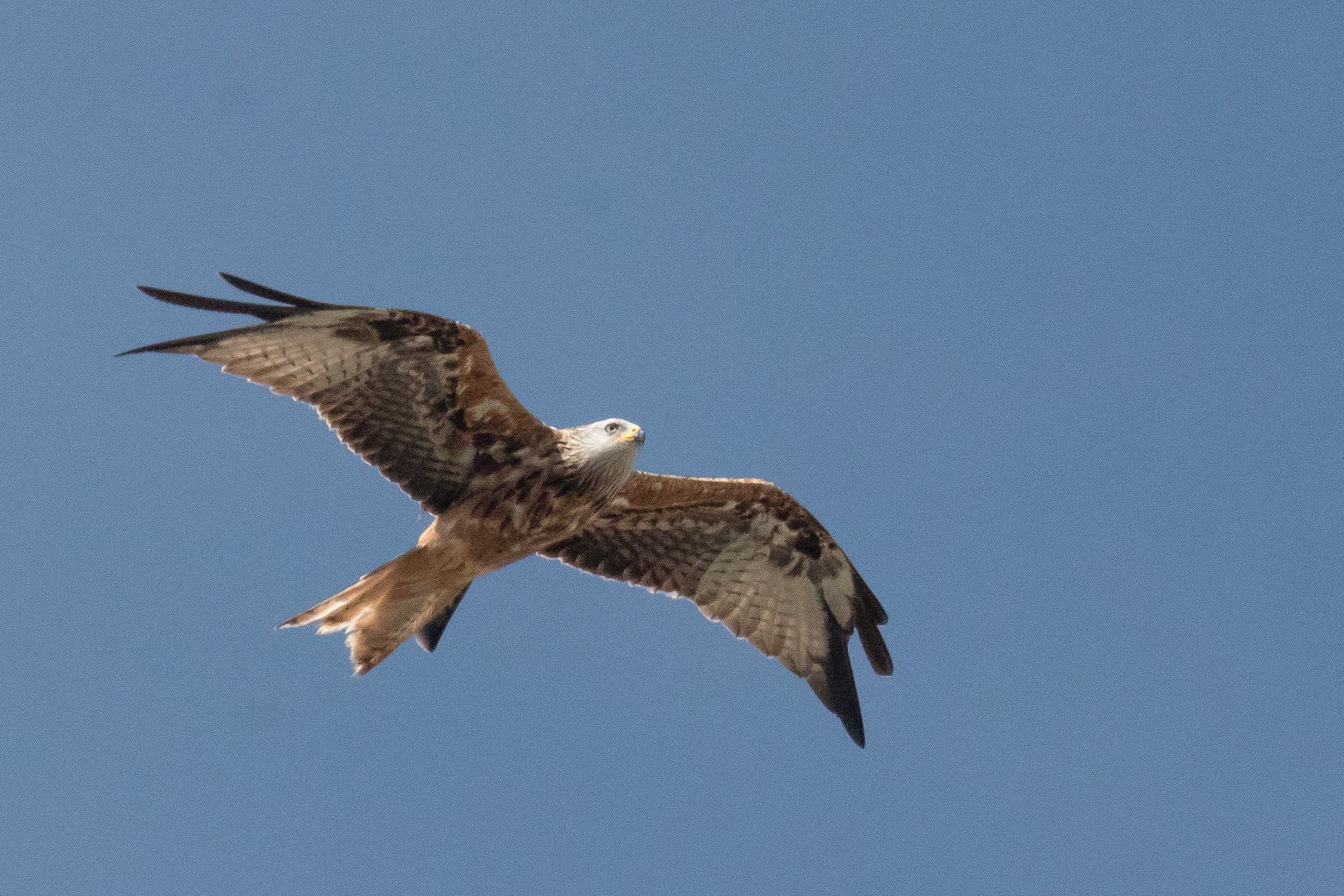 Mäusebussard