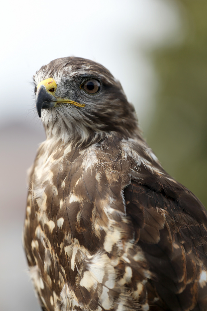 Mäusebussard