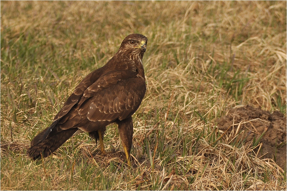 Mäusebussard