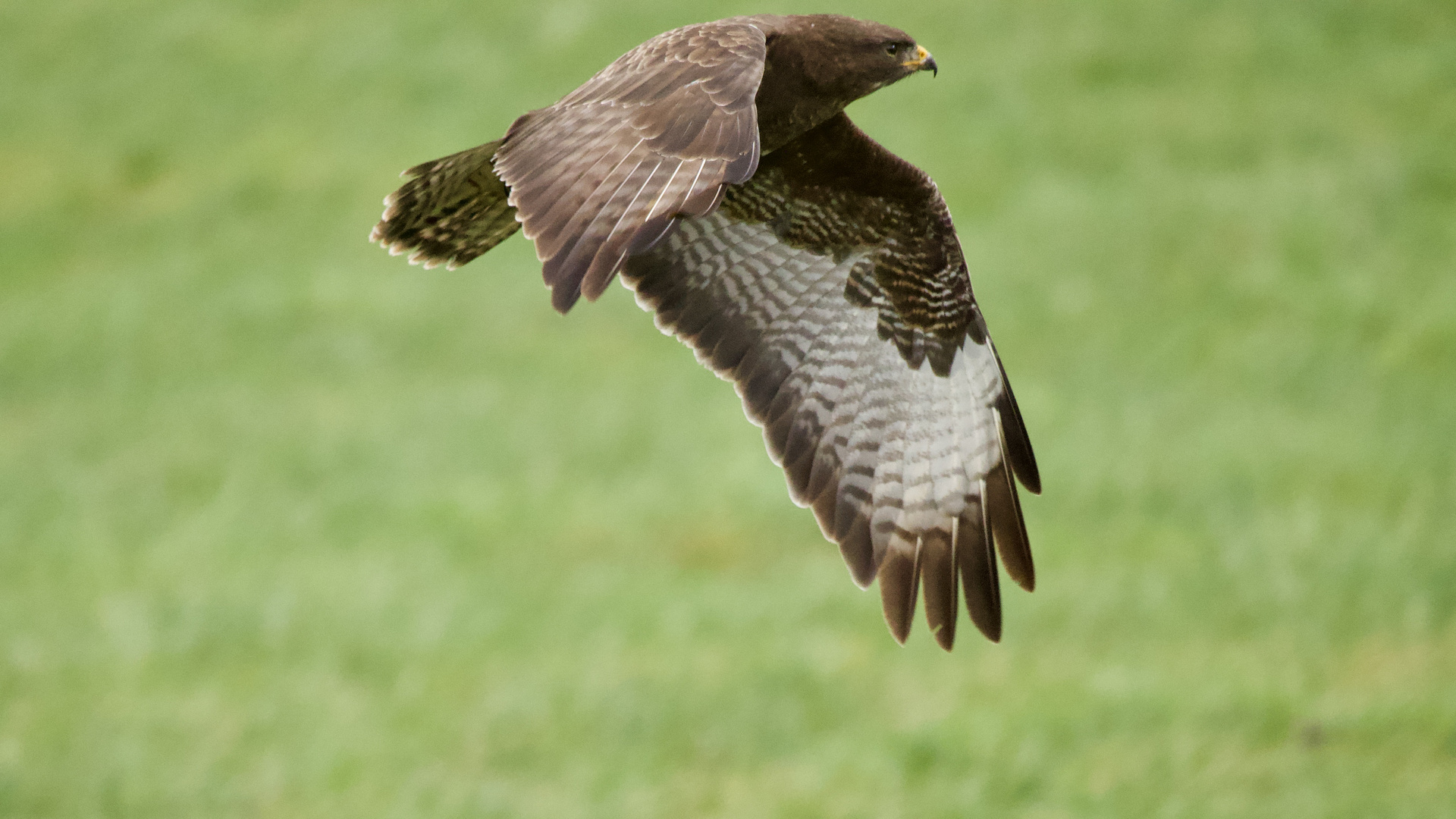 Mäusebussard