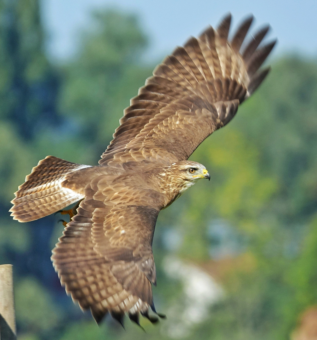 Mäusebussard