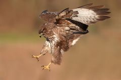 Mäusebussard