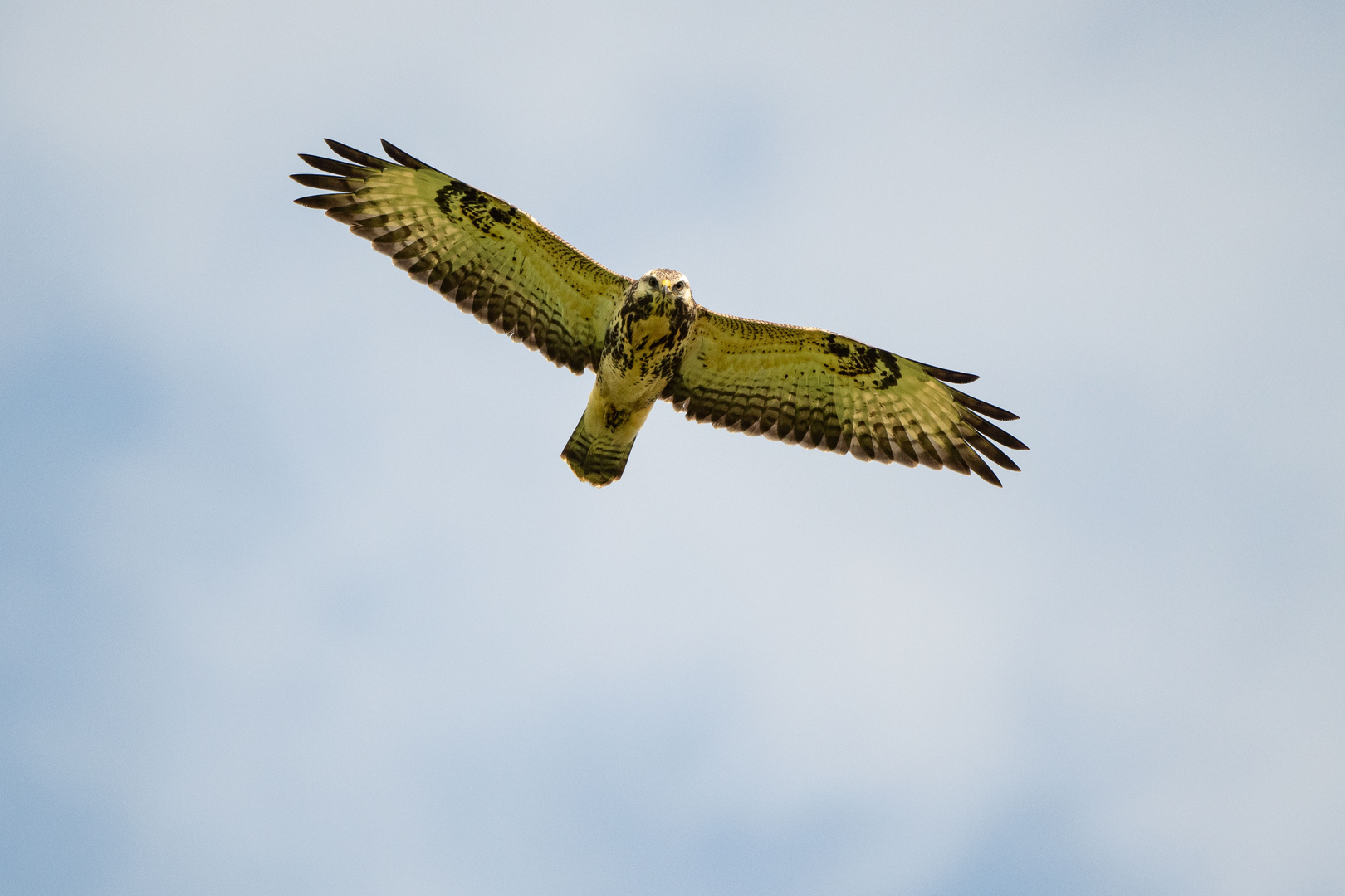 Mäusebussard