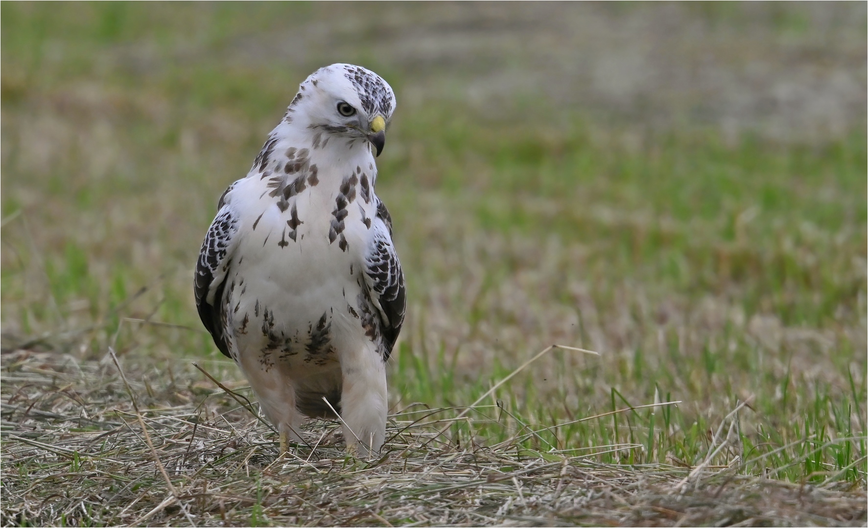 Mäusebussard 