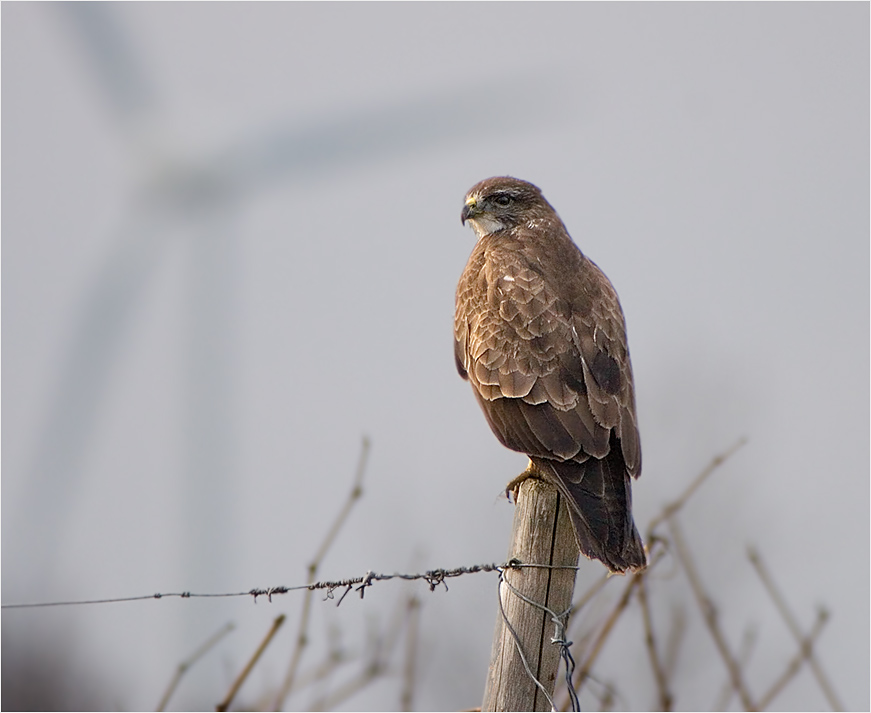 Mäusebussard