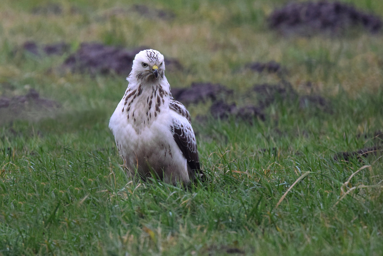 Mäusebussard