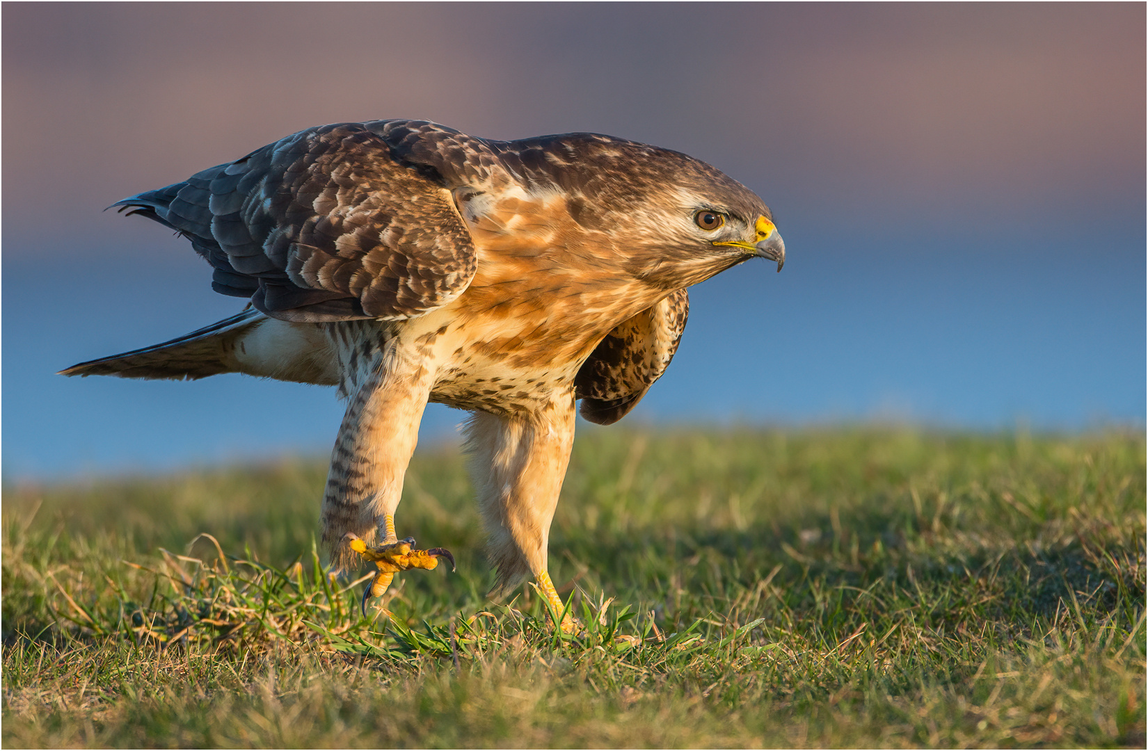 Mäusebussard