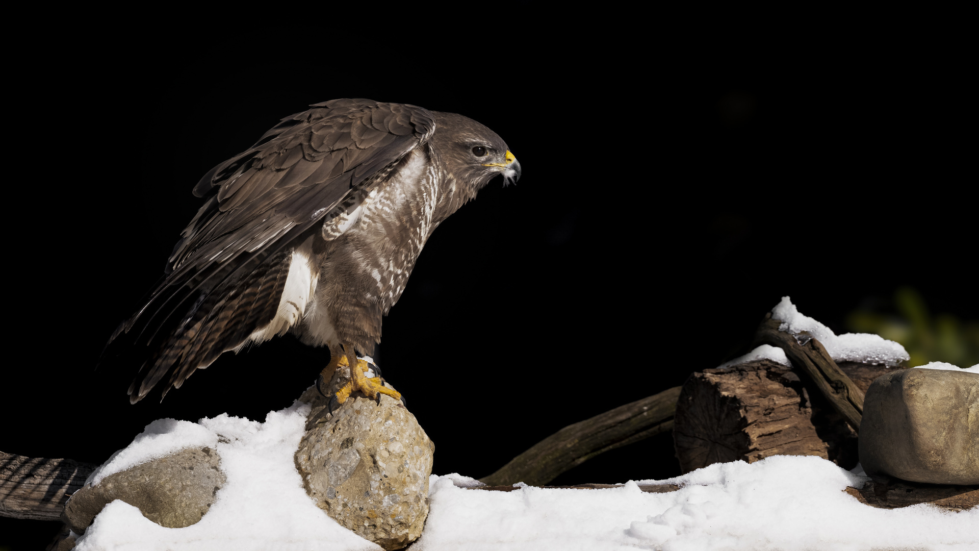 Mäusebussard