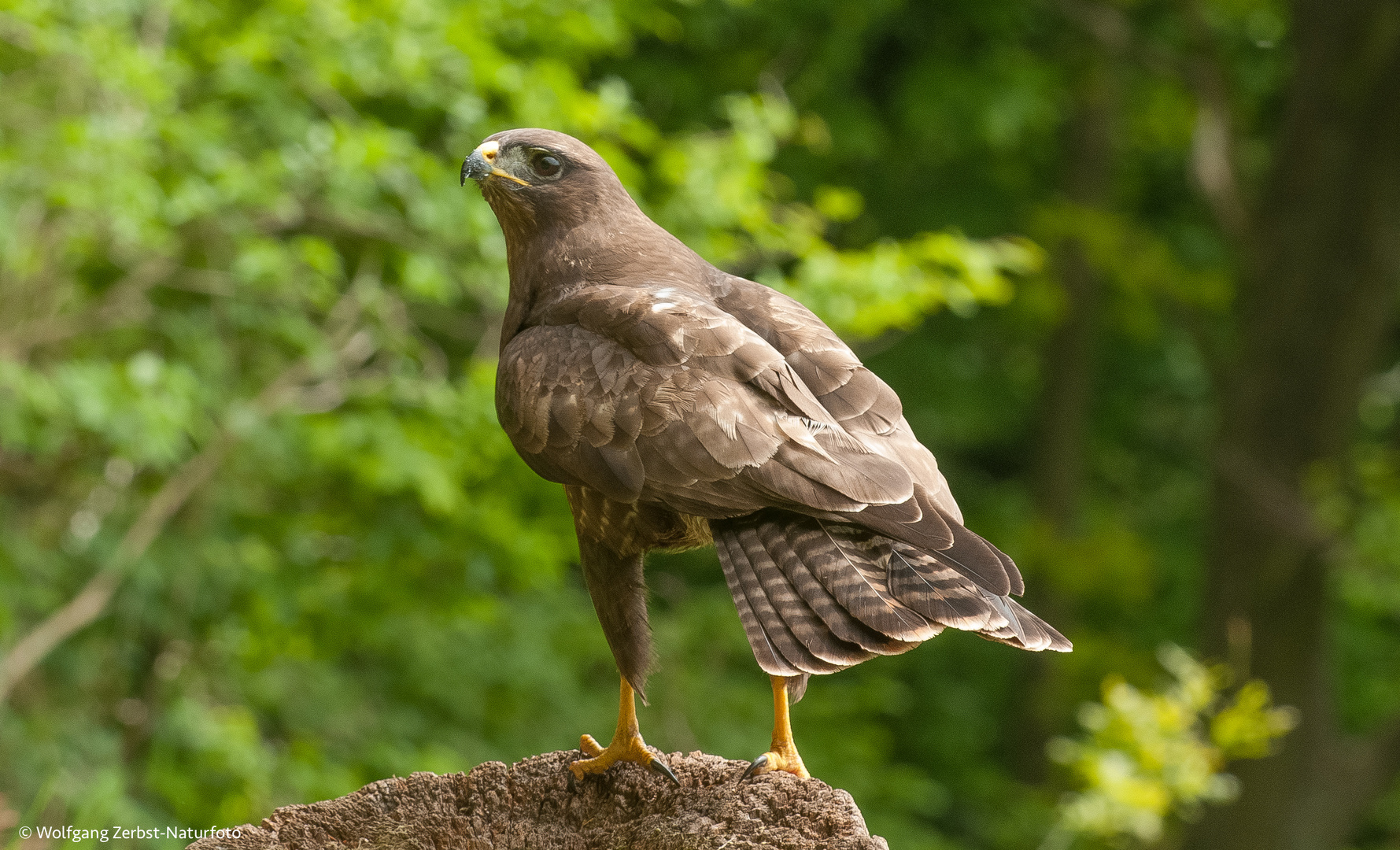 -- Mäusebussard  --