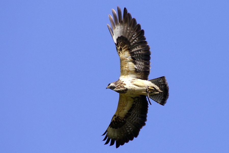 Mäusebussard