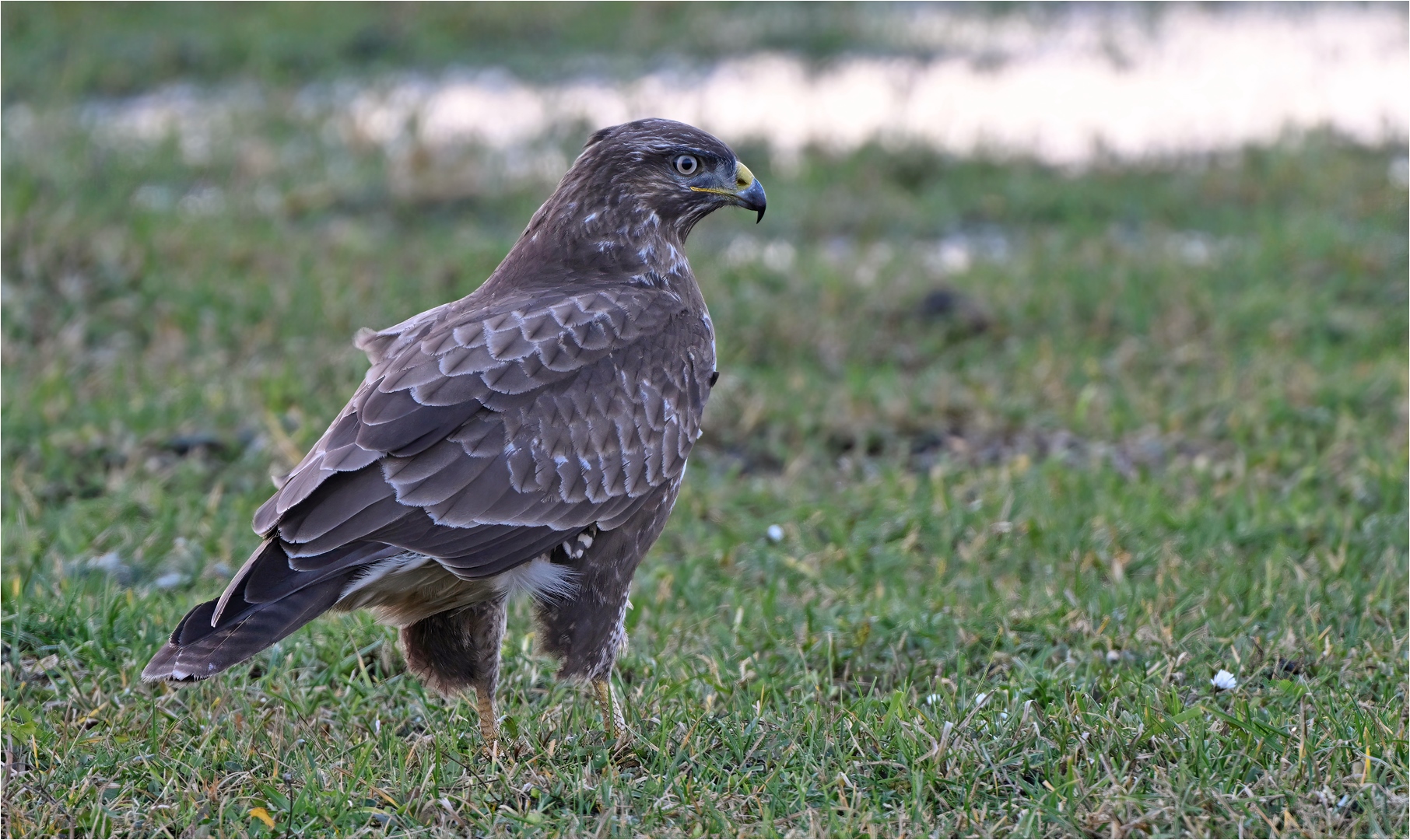 Mäusebussard