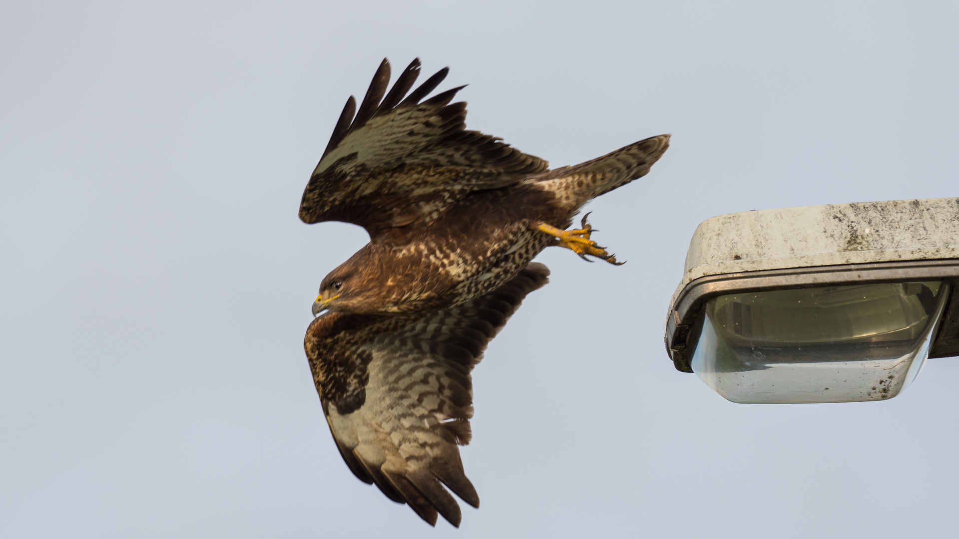 Mäusebussard