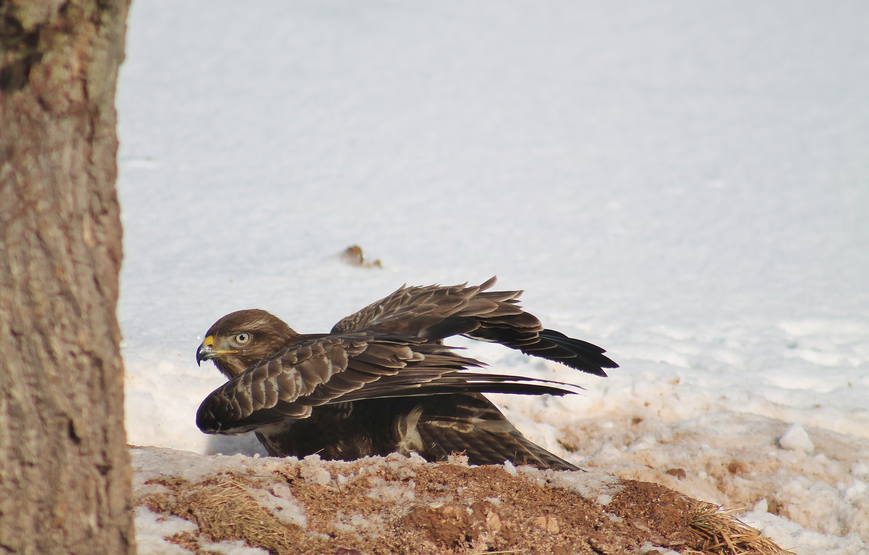 Mäusebussard