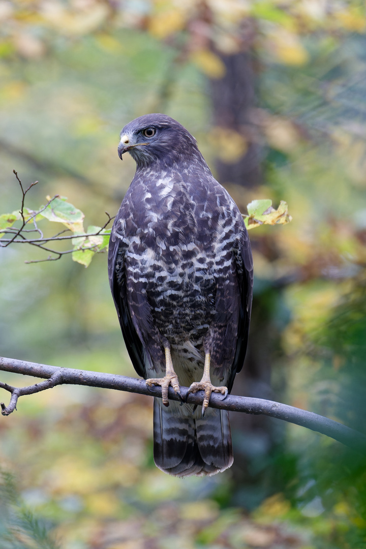 Mäusebussard 