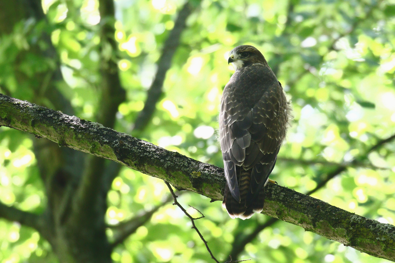 Mäusebussard