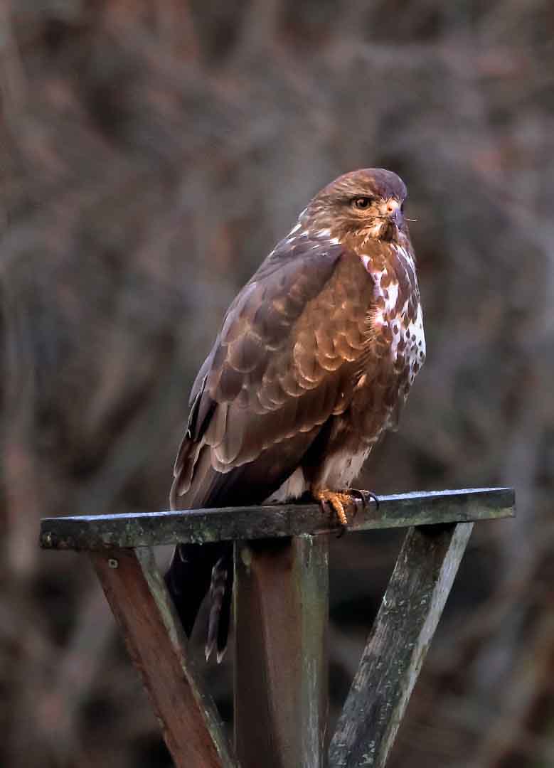 Mäusebussard