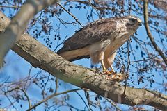 Mäusebussard