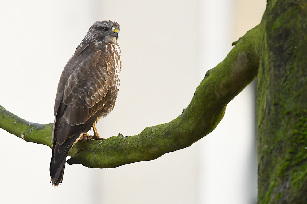 Mäusebussard 