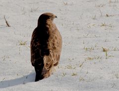 mäusebussard