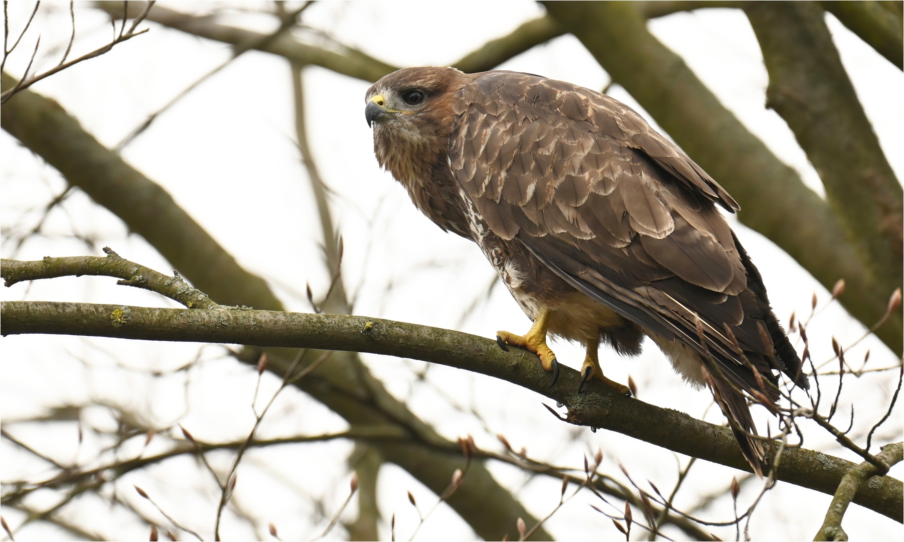 Mäusebussard