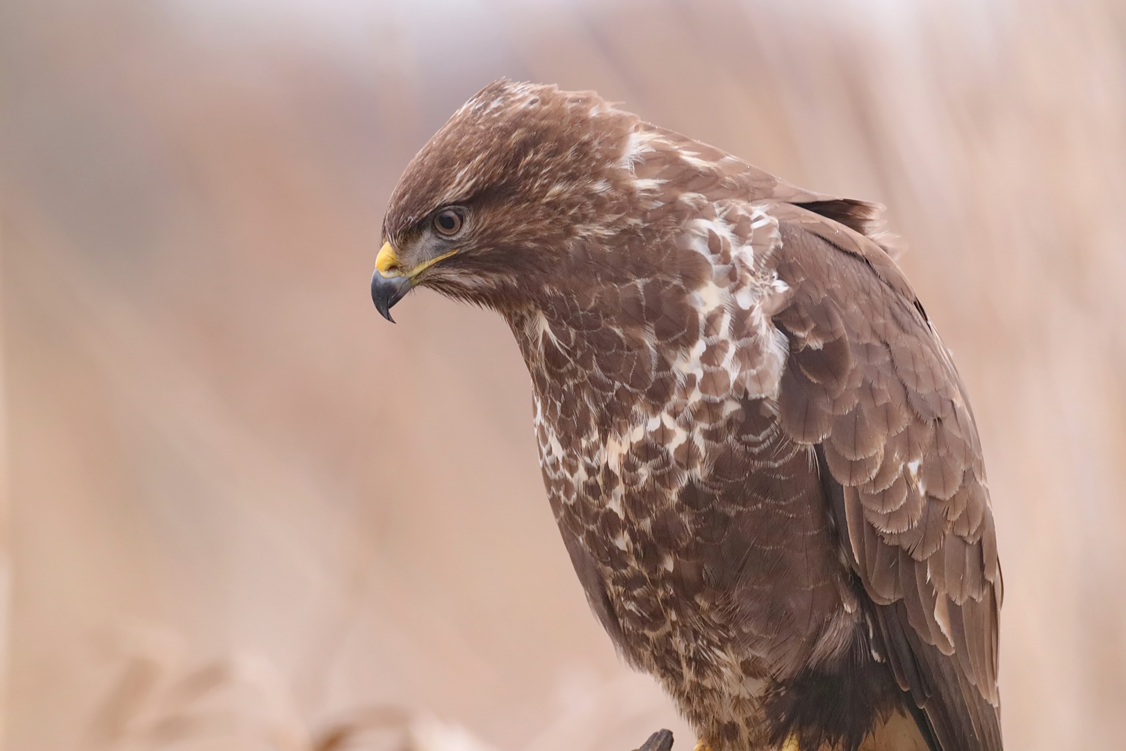 Mäusebussard