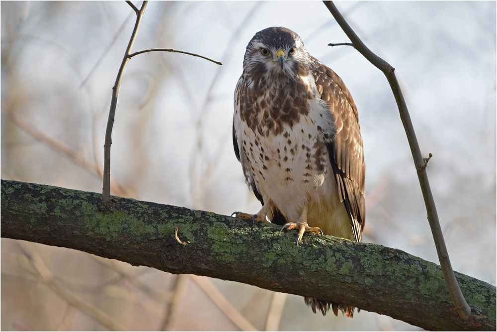 Mäusebussard