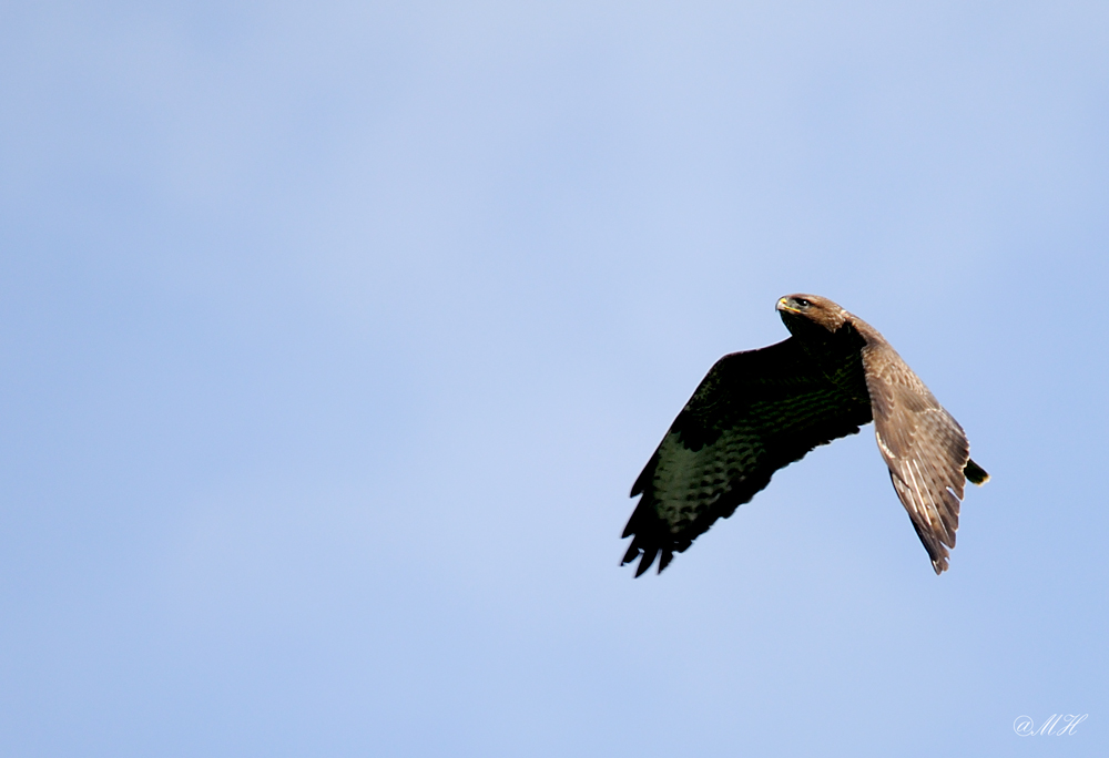 Mäusebussard