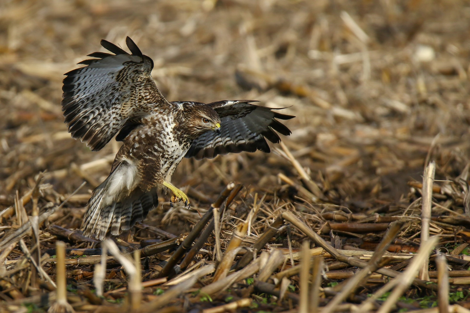 Mäusebussard 