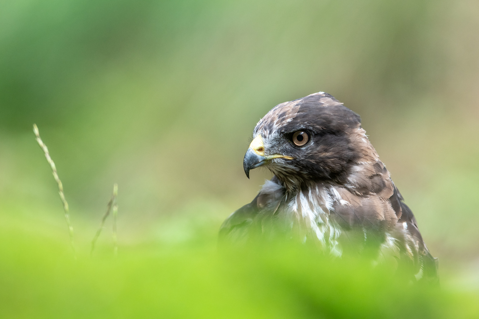 Mäusebussard