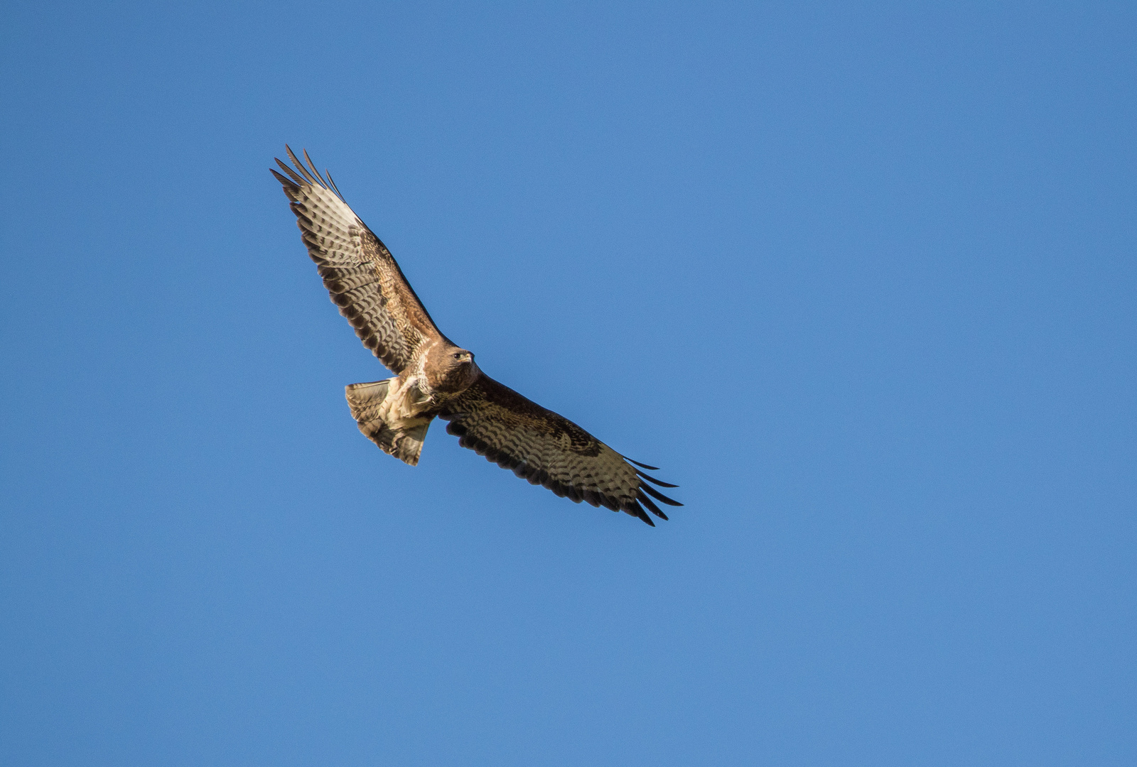 Mäusebussard