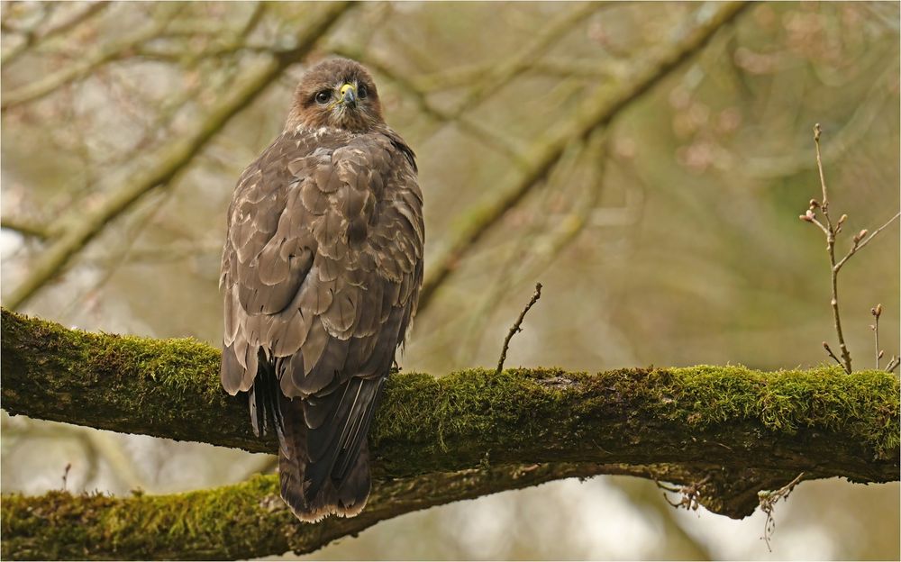 Mäusebussard