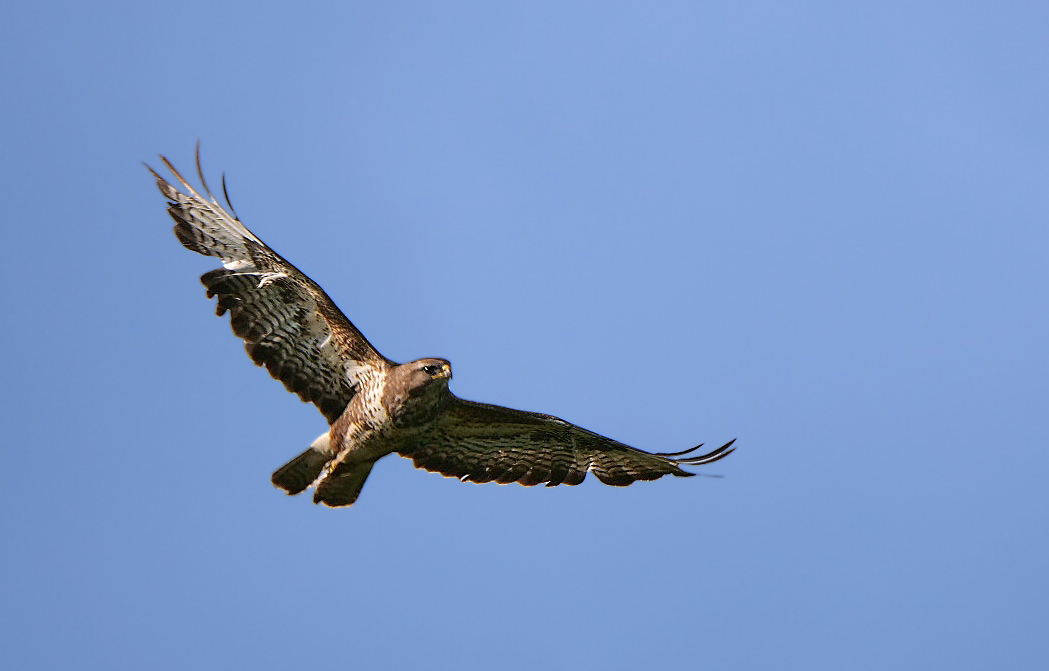 MÄUSEBUSSARD