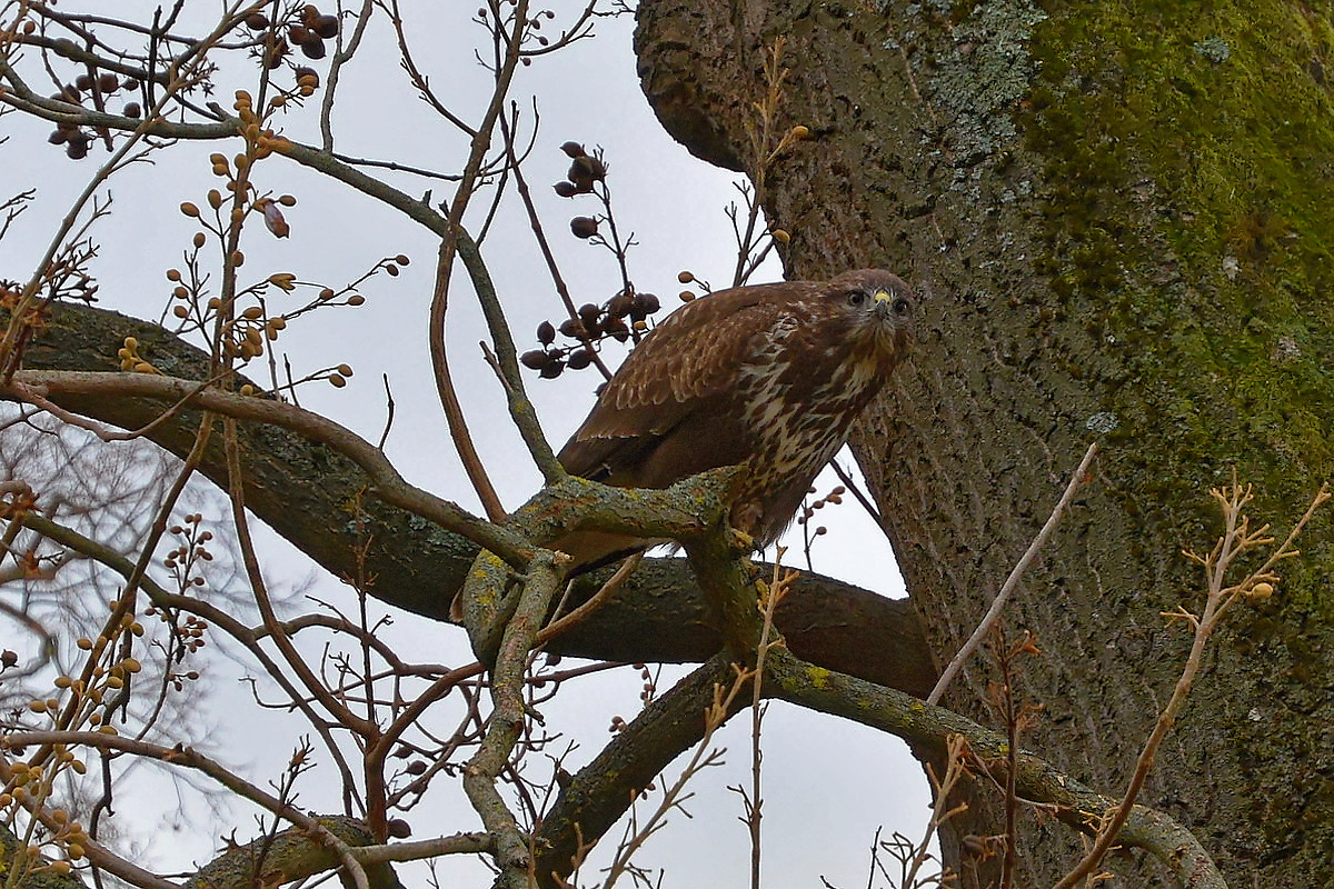 Mäusebussard