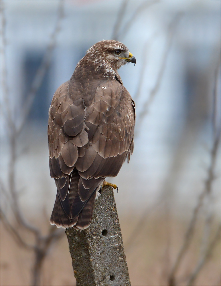 Mäusebussard