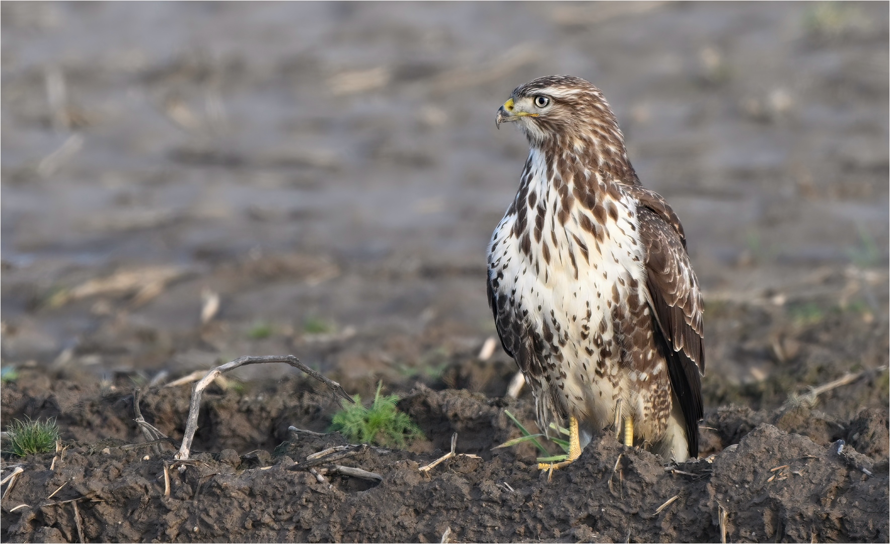 Mäusebussard