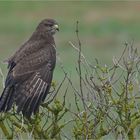 Mäusebussard