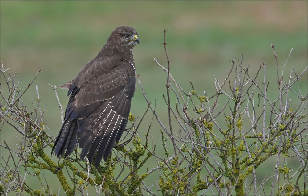 Mäusebussard