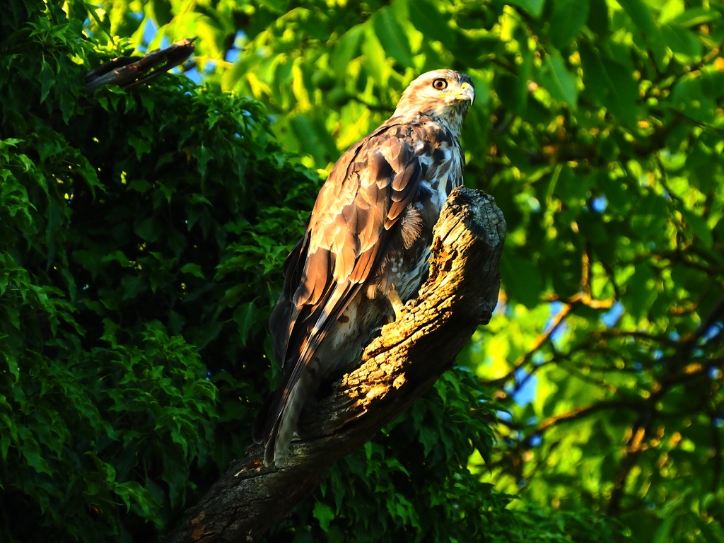 Mäusebussard