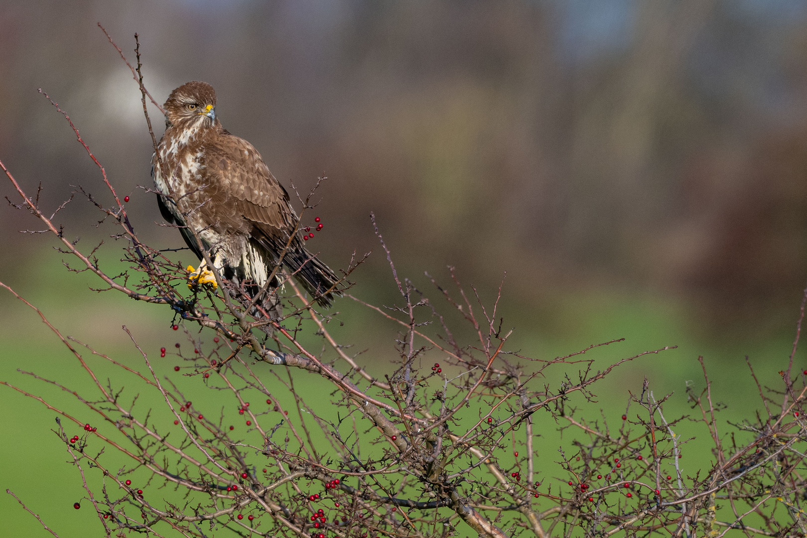 Mäusebussard