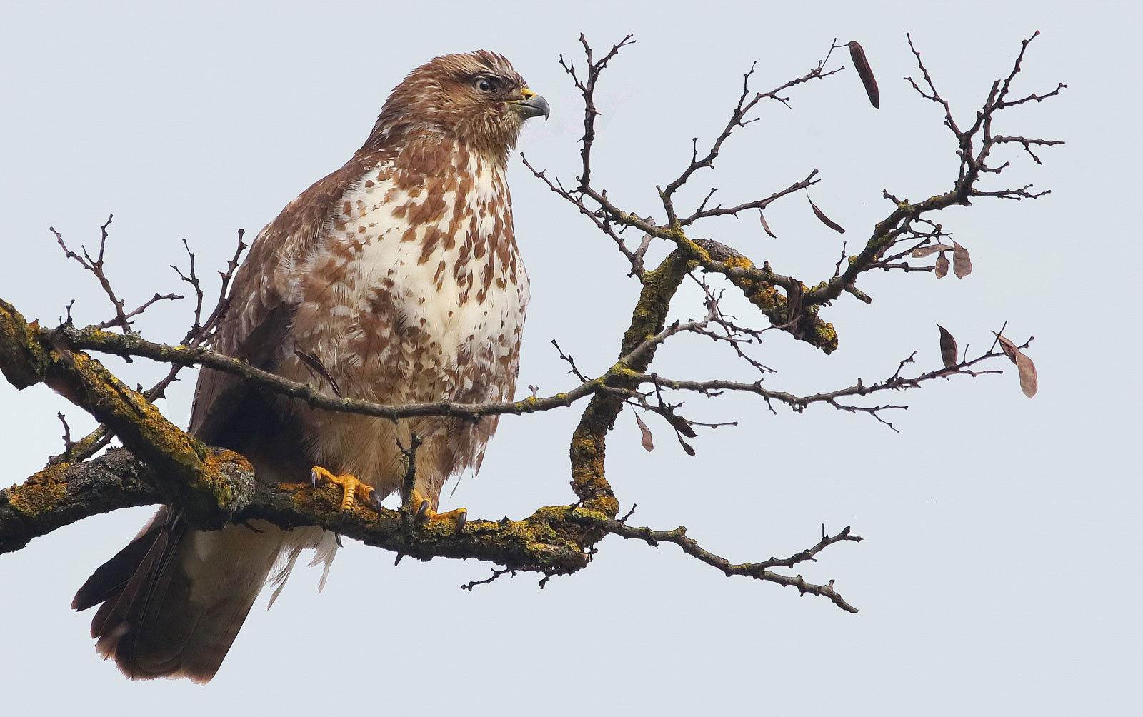 Mäusebussard