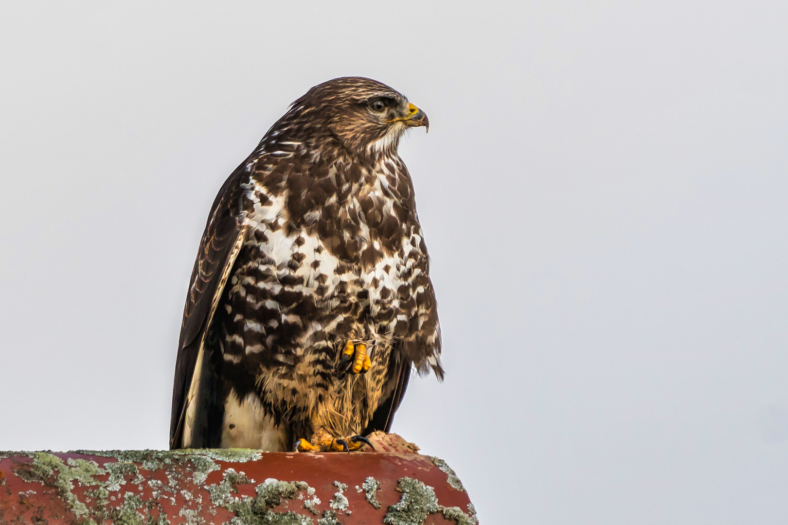 Mäusebussard