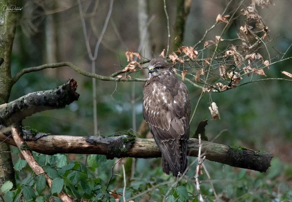 Mäusebussard