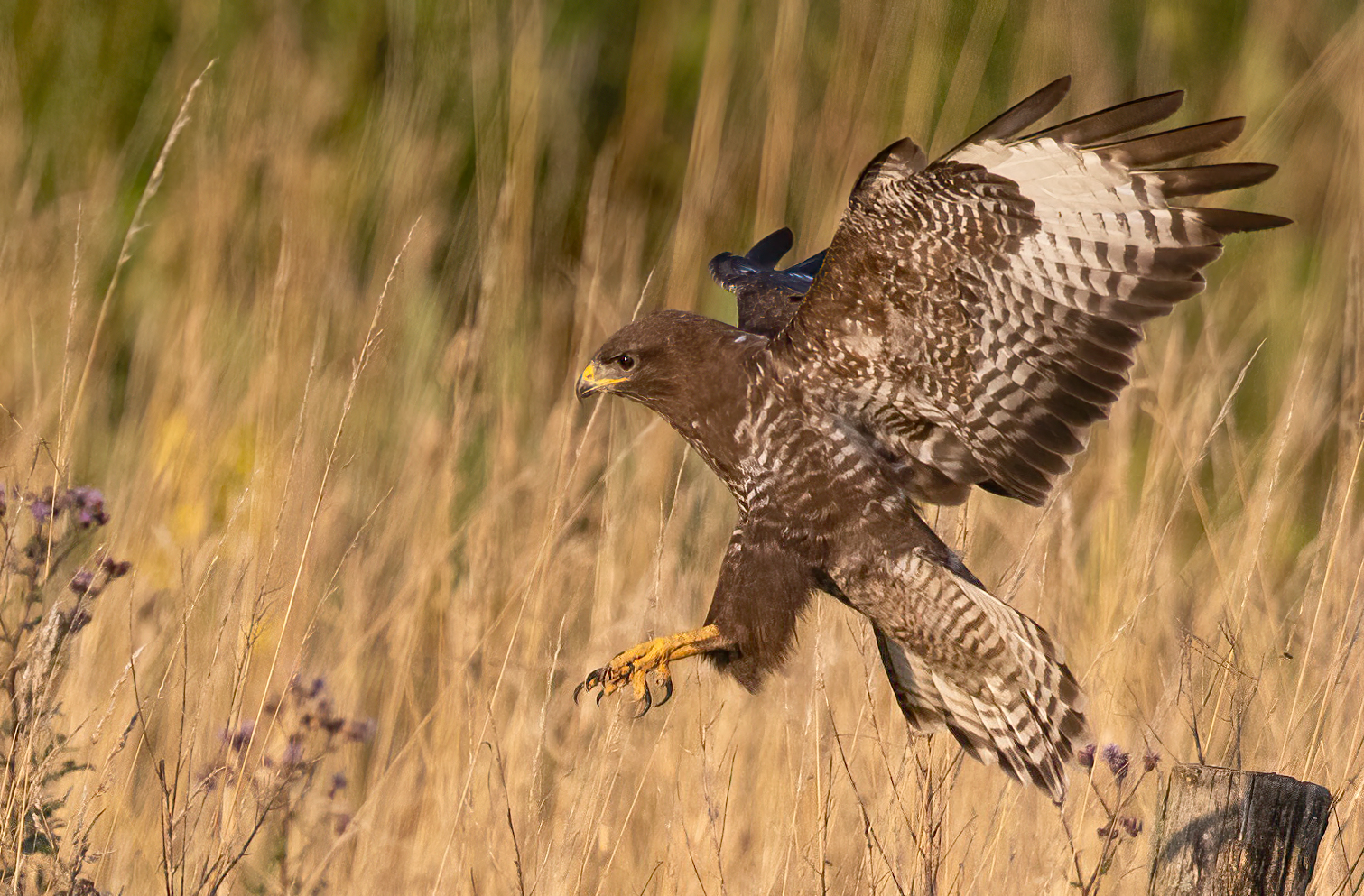 Mäusebussard