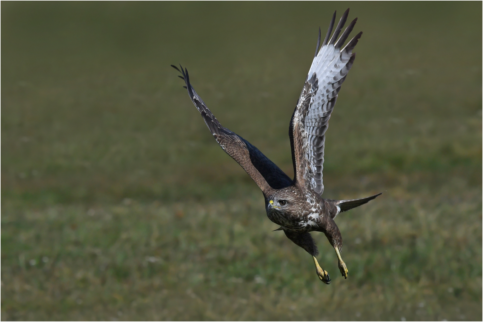 Mäusebussard