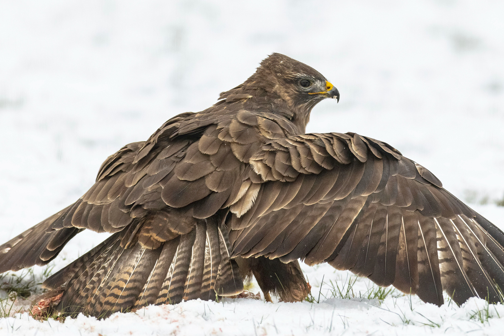 Mäusebussard