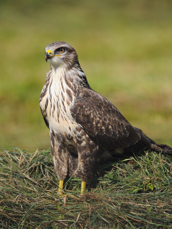 Mäusebussard