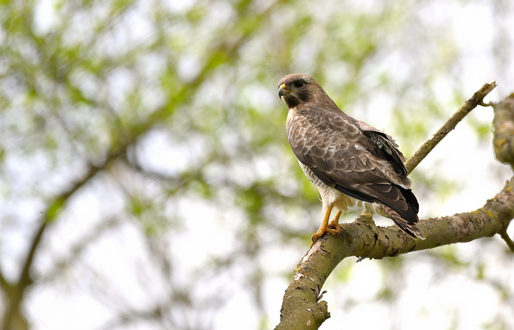 Mäusebussard