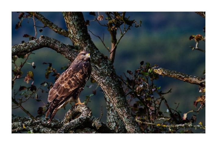 Mäusebussard